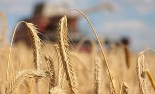 В области стартовала массовая уборка зерновых и зернобобовых культур