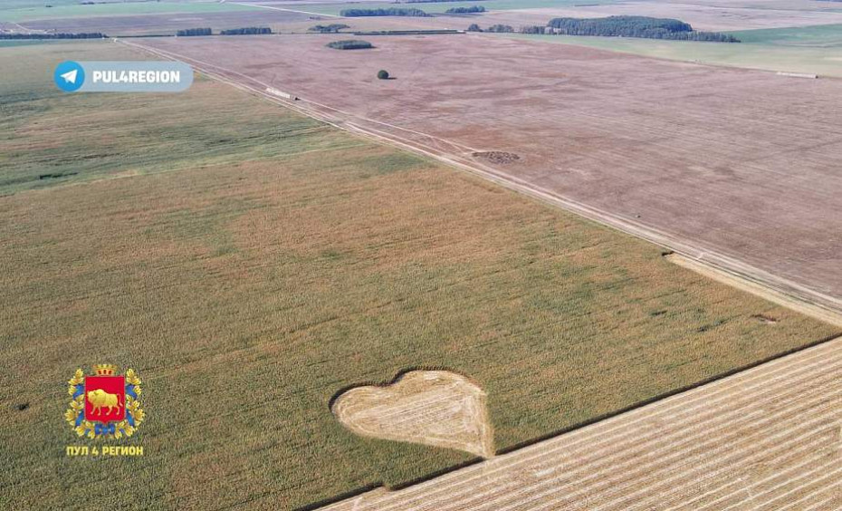 В Дятловском районе на кукурузном поле вырезали 100-метровое сердце