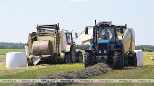 Хозяйства Беларуси заготовили четверть травяных кормов от плана