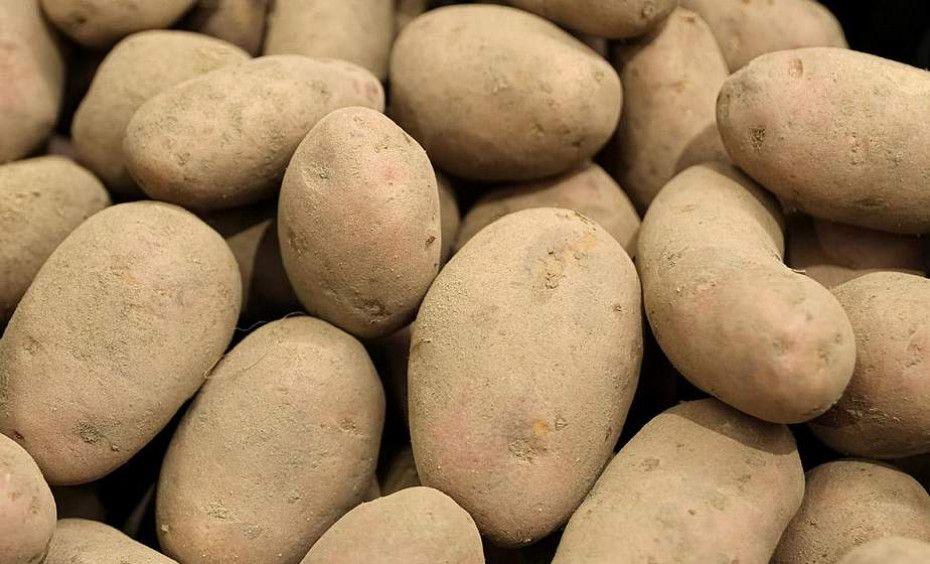Белорусские селекционеры вывели новый сорт картофеля для чипсов