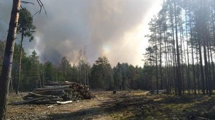 Два крупных лесных пожара тушат в Гомельской области